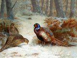 Fine Lithograph on Canvas - A Cock & Hen Pheasant in Winter aft. Thorburn