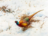 A Pheasant in the Snow - Fine Lithograph on Canvas