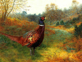 A Cock Pheasant in Woodland - Fine Oleograph on Canvas after Thorburn