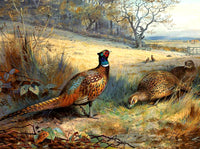 Pheasants in a Rural Landscape  - Fine Oleograph on Canvas after Thorburn