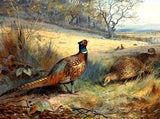 Pheasants in a Rural Landscape  - Fine Oleograph on Canvas after Thorburn