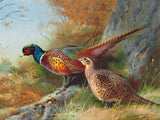 Fine Lithograph on Canvas - A Cock & Hen Pheasant by an Oak Tree