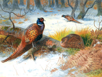 "Pheasants in a Winter Wood" Fine Oleograph on Canvas after Thorburn