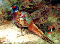 Pheasants in a Copse - Fine Oleograph on Canvas after Thorburn