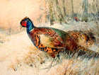 "Pheasants in Snow" Fine Oleograph on Canvas after Thorburn