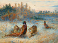 Pheasants in an Extensive Landscape - Fine Oleograph on Canvas after Thorburn