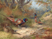 Fine Oleograph on Canvas - Pheasants & Hens in a Woodland Landscape