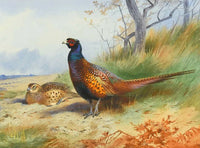 Fine Lithograph on Canvas of a Cock Pheasant & Hen aft. Thorburn