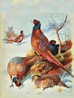 Pheasants in a Wintry Landscape - Fine Lithograph on Canvas after Thorburn