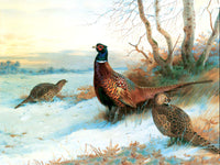 A Fine Lithograph on Stretched Canvas in an Ornate Hand Finished Rococo Frame, depicting a Cock Pheasant with Hens