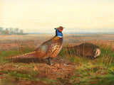 Fine Oleograph on Canvas - Cock & Hen Pheasant in a Rural Landscape aft. Thorburn