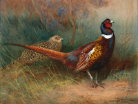 Fine Lithograph on Canvas - Cock & Hen Pheasant in a Woodland Copse aft. Thorburn