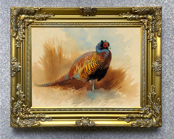 Excellent Lithograph on Canvas of a Cock Pheasant  aft. Thorburn