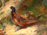 Fine Lithograph on Canvas - A Cock & Hen Pheasant in a Thicket aft. Thorburn