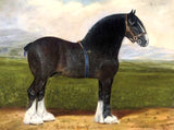 Oleograph on Canvas of a Shire Horse "Cock of the North"