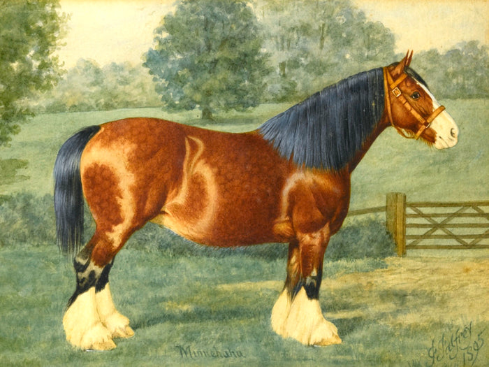 Oleograph on Canvas of the Shire Horse - 