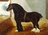 Oleograph on Canvas - A Shire Horse in a Stable aft. Albert Clark