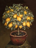 Exquisite Oleograph on Canvas Still Life of a Lemon Tree