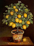 Fine Oleograph on Canvas Still Life of a Lemon Tree