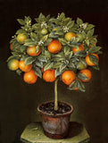 Exquisite Oleograph on Canvas Still Life of an Orange Tree