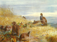 Fine Large Oleograph on Canvas of a Partridges in an extensive Landscape